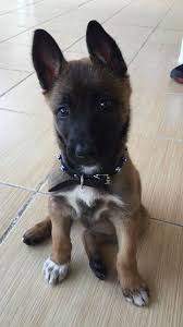 Daha sonrasında çevikliği zekası cesareti ve kuvvetli yapısı ile çok farklı alanlarda kullanılmaya başlanmıştır. Belcika Kurdu Home Facebook