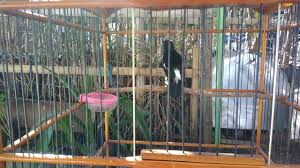 Jadi isi bunganya tidak paten. Decu Jidengan Paud Belajar Nyuling Youtube