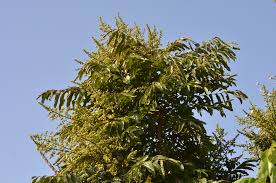 Image result for Deinbollia kilimandscharica