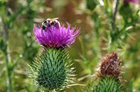 Die lebergesundheit und die mariendistel. Mariendistelsamen Bio Gemahlen Hier Online Bestellen Kraftmischer De