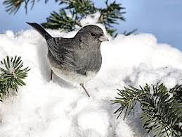 Canadian snowbird association jun 08, 2021, 12:33 et. Hd Junco Wallpapers Peakpx