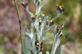 Image result for Octolepis