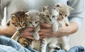 They stagger them, and different eggs may be released at different times. Can A Female Cat S Litter Have Different Fathers Modkat