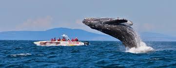 Whale watching boat tour in Mirissa