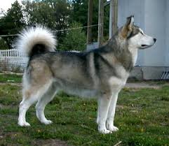 Alaskan malamute, alaskan malamute gift, alaskan malamute sign, dog lover gift, alaskan malamute decor,custom street sign,quality metal sign ezstreetsignscom 4.5 out of 5 stars (5,031) $ 26.35 free shipping add to favorites alaskan malamute birthday card. Beki Cien Alaski