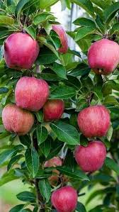 Pin De M Kashir Em Eda Frukty Ovoshi Yagody Hortas Pequenas Frutas E Vegetais Hortas