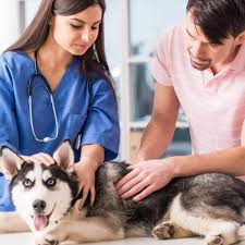 Cancer can be treated if diagnosed at an early stage. Symptoms Of Prostate Cancer In Dogs