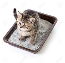  dạy mèo con đi vệ sinh