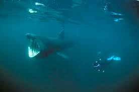 Un pèlerin embrasse une statue de padre pio. Le 2eme Plus Gros Poisson Du Monde Le Requin Pelerin The 2nd Largest Fish In The World The Basking Shark Protection Requins