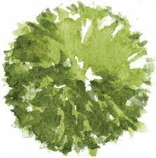 Tree Plan Texture 16 Best Ideas Tree Photoshop Tree Plan Png Trees Top View