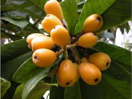 Maybe you would like to learn more about one of these? Don T Overlook This Ornamental Tree With Edible Fruit
