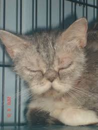 Look for your lost dogs and cats at our lost and found section. 39 Bengal Cat Ideas Bengal Cat Bengal Cats