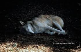 Sinon, ce jeune loup de salisbury pense. Hautes Alpes Un Jeune Loup Retrouve Mort France Nature Environnement