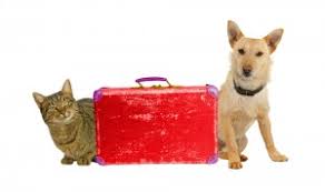 Shop pet toys, pet carriers, and pet food that ships to your international destination. Baggagepets International Pet Transport