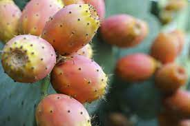 Nopal cactus / prickly pear benefits, where to start on this one, it's a serious full spectrum supernatural food. Elixseri S Indian Fig Aka Prickly Pear Turbo Charged Via Bio Technology To Boost Hydration Anti Oxidant And Anti Inflammat Prickly Pear Fruit Plant Powered