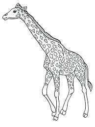 Girrafe coloring pages, baby giraffe coloring page download. Coloring Pages Giraffe Giraffe Coloring Page Baby Giraffe Coloring Pages Giraffe Coloring Page Giraffe Coloring Pages Animal Coloring Pages Cute Coloring Pages