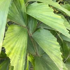 Image result for Caryota urens