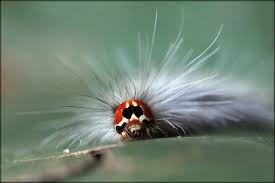 Black And Red Caterpillar Maine India Neetlerash Caterpillar Beautiful Creatures Find Beauty Macro Photography