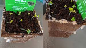 The promotional campaign sees shoppers receive one seedling kit with every $30 they spend. Mould Warning Woolworths Discovery Garden Shopper Spots New Strain On Plant Starts At 60