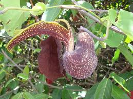 Image result for Aristolochia albida