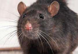 Maybe you would like to learn more about one of these? How To Get Rid Of Rats In Lawn Gardens And The Yard Updated For 2021 Pests Org