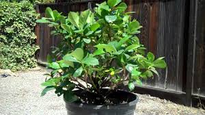 Gardenia/gandhraj potting and care (2019) gardenia in pots gardenia is a genus keeping a potted gardenia indoors for the winter is a great way to protect your little friend until the. Gardenia Care How To Care For Gardinias Plantcaretoday