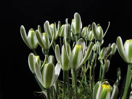 Image result for Albuca sp. no. 1