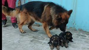 A mix of sable and black and red, both long and short coats. Long Haired German Shepherd Youtube