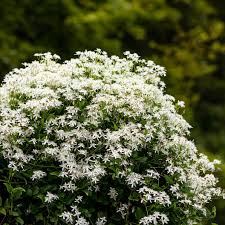 Image result for Clematis costata