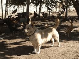 The Turkish Dikkulak Erect Ear Dog Is A Classic Spitz Type Phot Download Scientific Diagram
