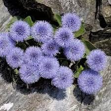 Image result for Scleria globonux