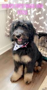 New under $500 browse by breed. Copper Ridge Doodles