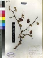 Image result for Terminalia stuhlmannii