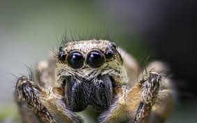 Uk spiders will often enter our homes in search of somewhere warm to shelter, especially in autumn and winter. 9 Spiders You Re Probably Going To See A Lot More Of In September Gazette Series