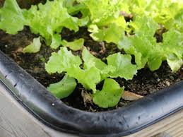 Because of how small lettuce seeds are it is sometimes to grab the1 or 2 seeds and plant them. How To Plant An Indoor Salad Garden Hgtv