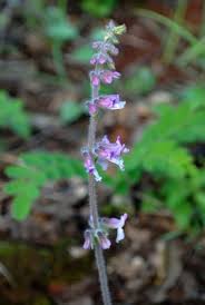 Image result for Orthosiphon schimperi