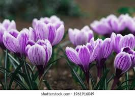 Exotic flowers tropical flowers amazing flowers my flower pretty flowers unique flowers white flowers flower farm beautiful pictures of flowers. 2374 Free Flower Stock Photos Cc0 Images