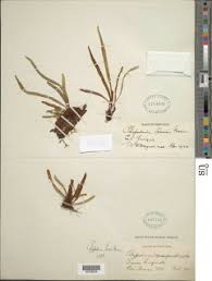 Image result for Grammitis