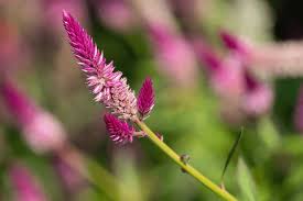 Image result for Celosia trigyna