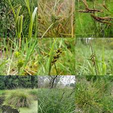 Image result for Carex johnstonii