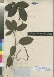 Image result for Antidesma membranaceum