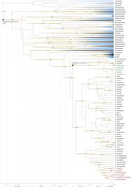 Image result for Sladeniaceae