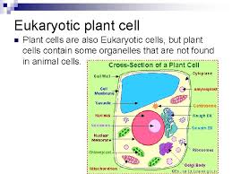 We did not find results for: Eukaryotic Cells Vs Prokaryotic Cells Cell Theory Cells