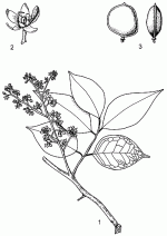 Image result for Dialium holtzii