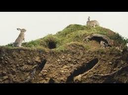 This is roughly half of the ten to fifteen year lifespan of rabbits that live as pets or otherwise in captivity. Where Do Rabbits Live Where Do Wild Rabbits Live Youtube