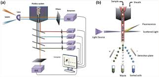 T light detector source a cell surface area. Principle Of A Conventional Flow Cytometer A Optical Signal Download Scientific Diagram