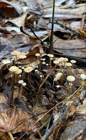 Image result for Strobilurus conigenoides