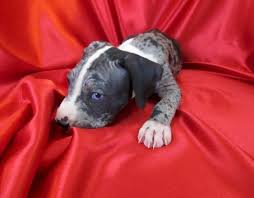 Once they arrive i will have videos of the puppies on this website. Rare Purebred Merle Pit Bulls For Sale In Richmond Virginia Classified Americanlisted Com