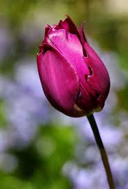 Pin On Flores