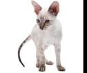 Cornish Rex Kittens for Sale, Yarn Ball Cattery, Cornish ...